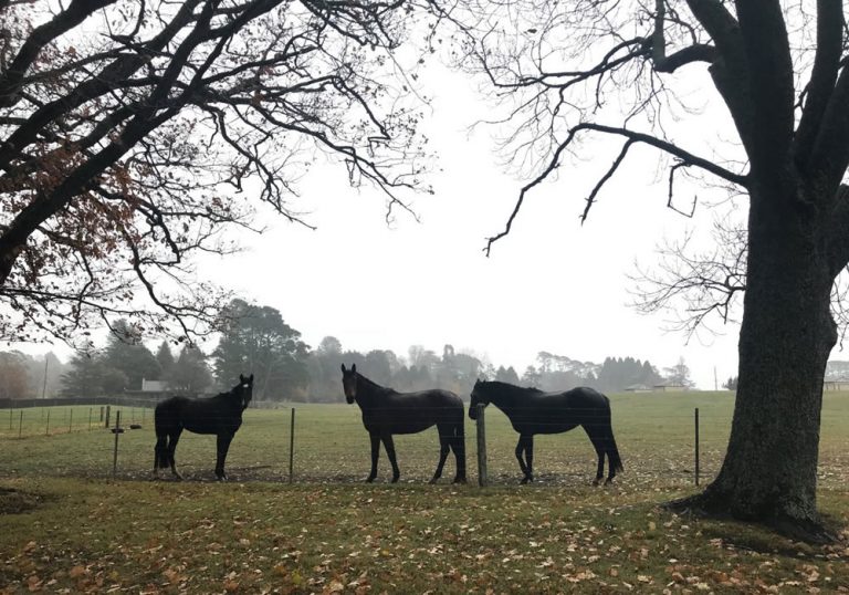 Horse Agistment Exeter, the Southern Highlands, NSW Vine Lodge