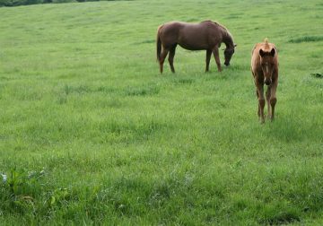 Horse Agistment Exeter NSW